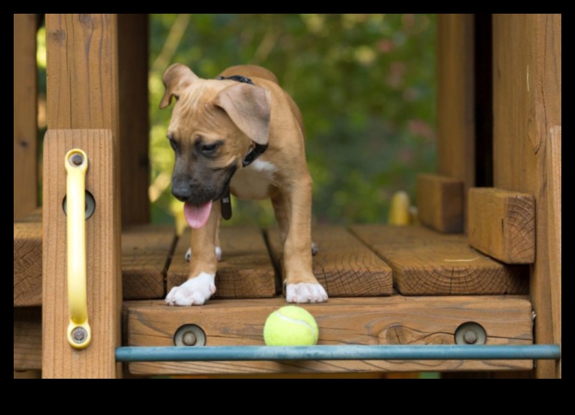 Yavru Köpek Oyun Alanı: Güvenli ve Uyarıcı Bir Arka Bahçe İnşa Etmek