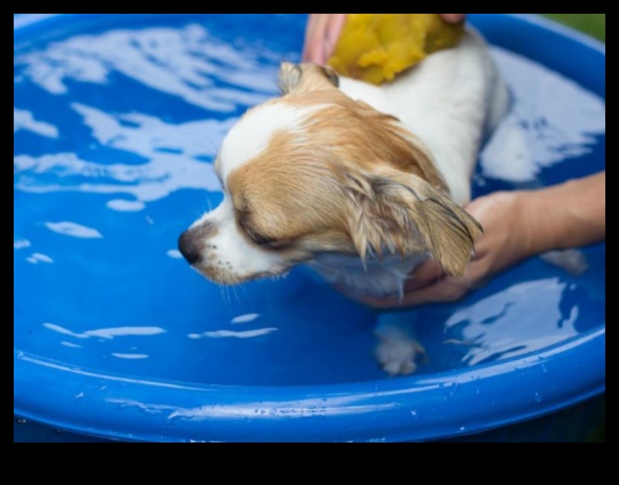 Splish Splash: Köpekler ve Kediler İçin Banyo İpuçları