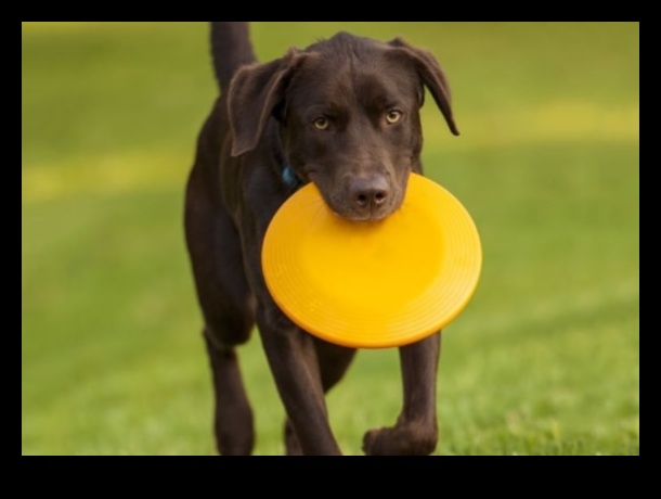 Doggy Disc Dash: Enerjik Köpeklerle Frizbi Oynamak