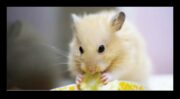 Hamster Diyeti İkilemleri Yaygın Yanlış Anlamalar ve Beslenme Efsaneleri