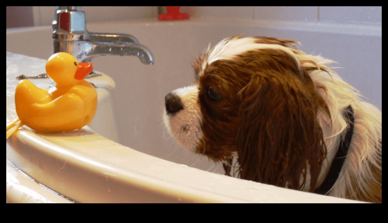 Splish Splash: Köpekler ve Kediler İçin Banyo İpuçları